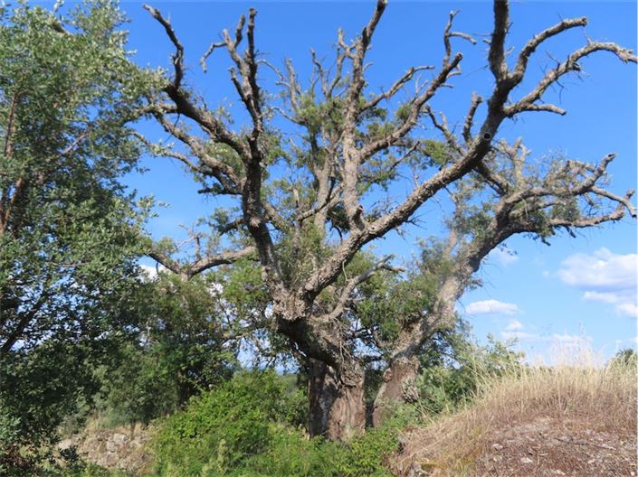 Image No.3-Propriété à vendre à Castelo Branco