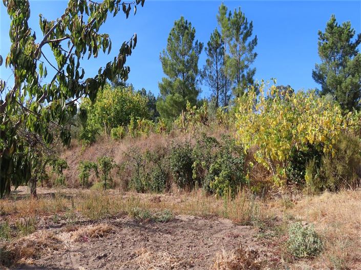 Image No.11-Propriété à vendre à Castelo Branco