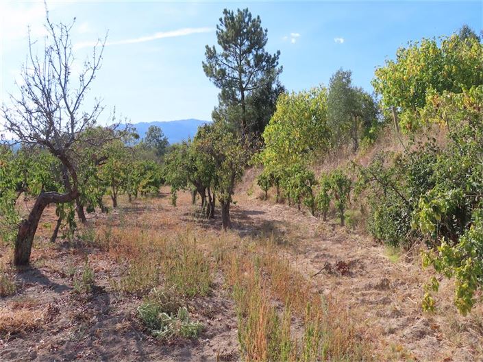 Image No.12-Propriété à vendre à Castelo Branco