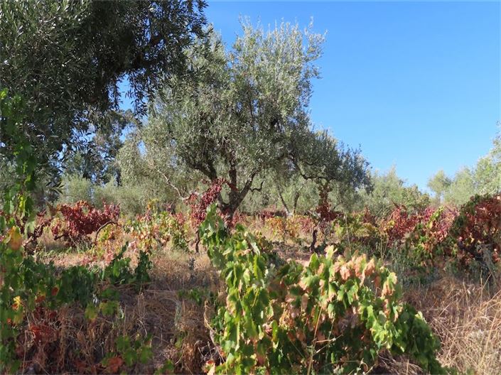 Image No.18-Propriété à vendre à Castelo Branco