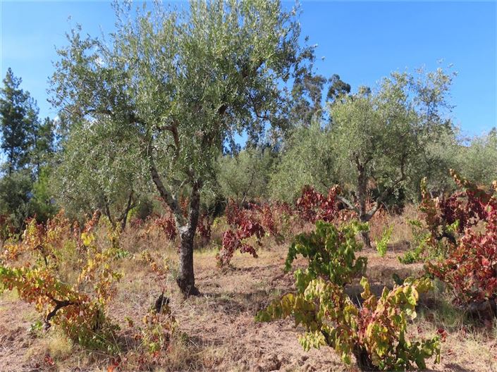 Image No.20-Propriété à vendre à Castelo Branco