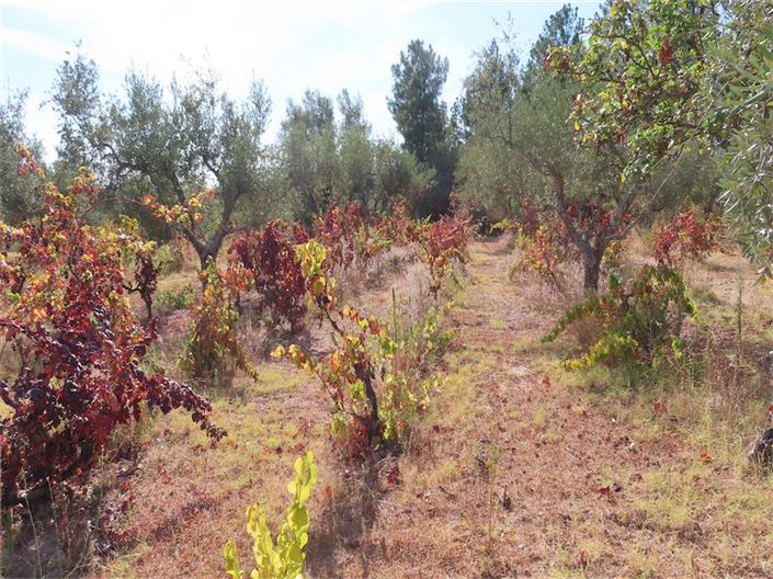 Image No.21-Propriété à vendre à Castelo Branco