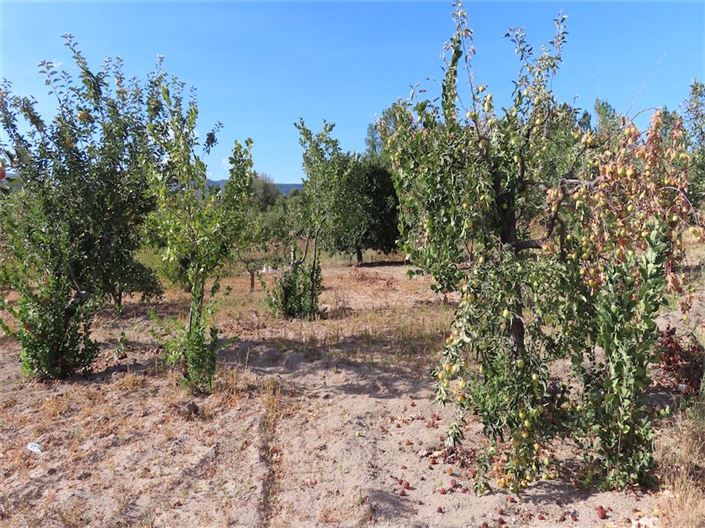 Image No.4-Propriété à vendre à Castelo Branco