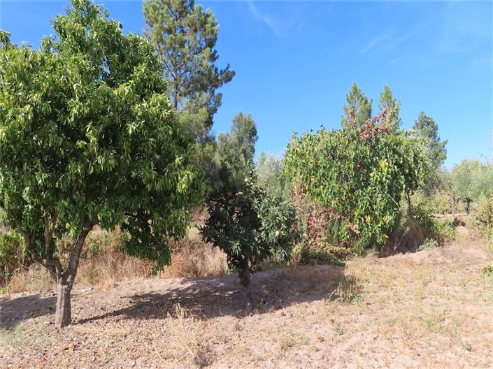 Image No.7-Propriété à vendre à Castelo Branco