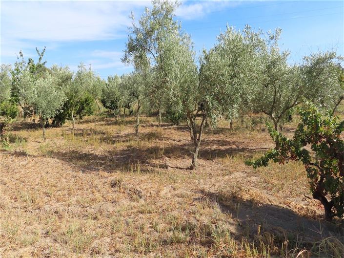 Image No.8-Propriété à vendre à Castelo Branco