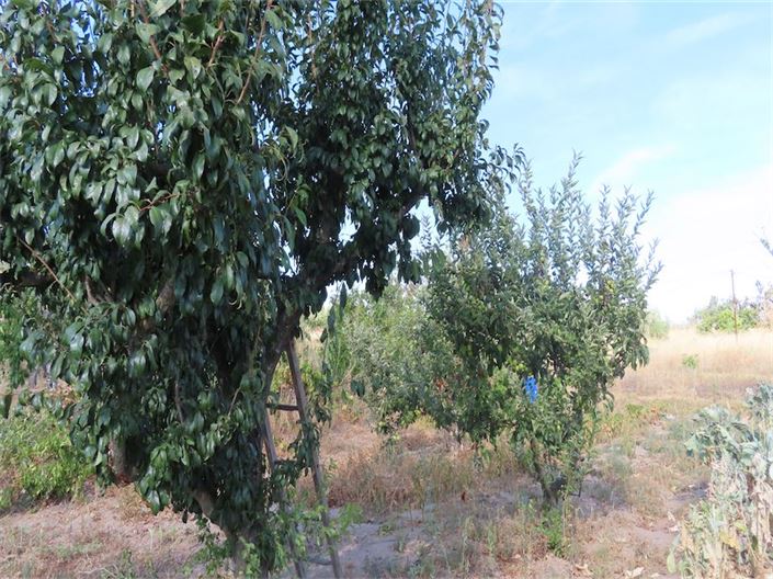 Image No.9-Propriété à vendre à Castelo Branco