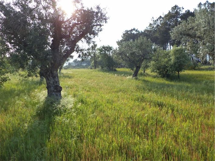 Image No.25-Propriété à vendre à Castelo Branco