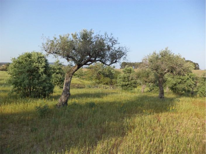 Image No.30-Propriété à vendre à Castelo Branco