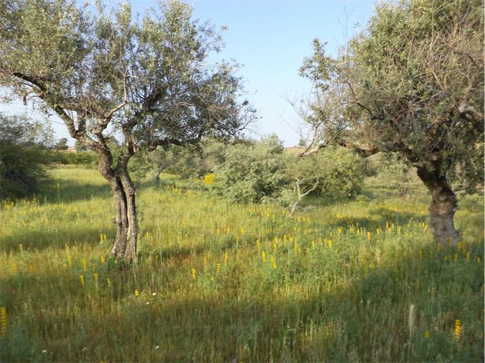 Image No.33-Propriété à vendre à Castelo Branco