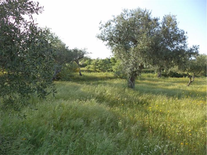 Image No.35-Propriété à vendre à Castelo Branco