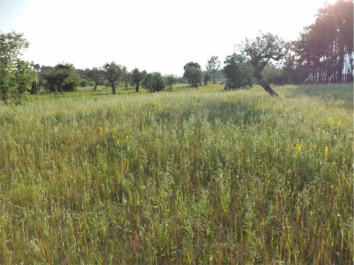 Image No.36-Propriété à vendre à Castelo Branco