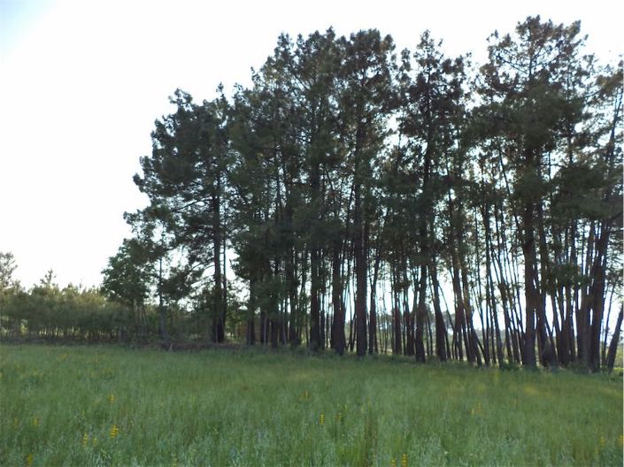 Image No.38-Propriété à vendre à Castelo Branco