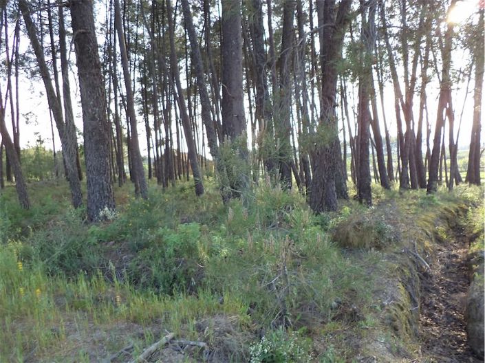 Image No.39-Propriété à vendre à Castelo Branco