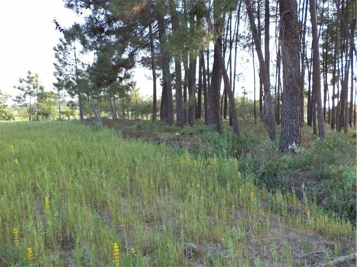 Image No.40-Propriété à vendre à Castelo Branco