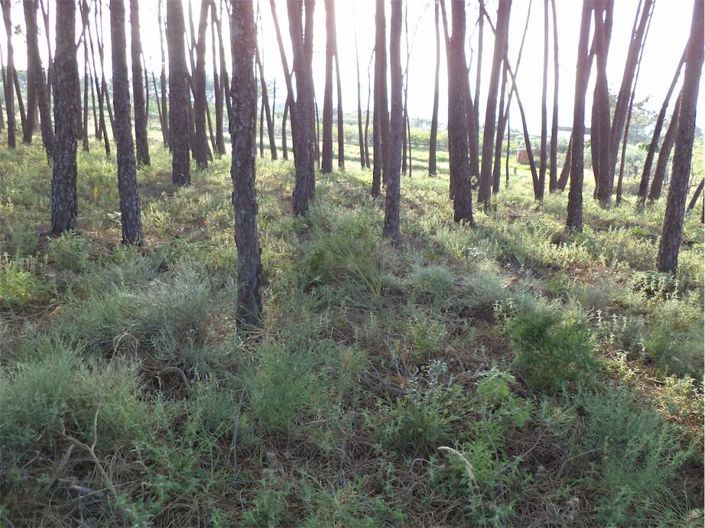 Image No.42-Propriété à vendre à Castelo Branco