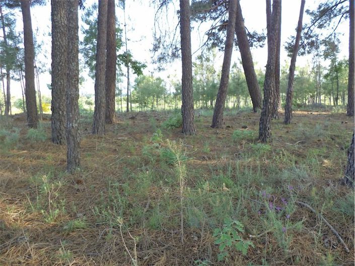 Image No.43-Propriété à vendre à Castelo Branco