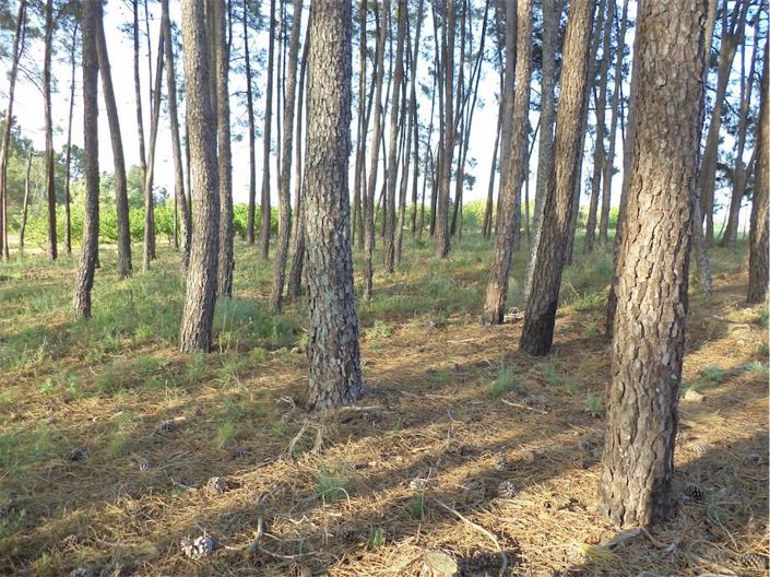 Image No.44-Propriété à vendre à Castelo Branco