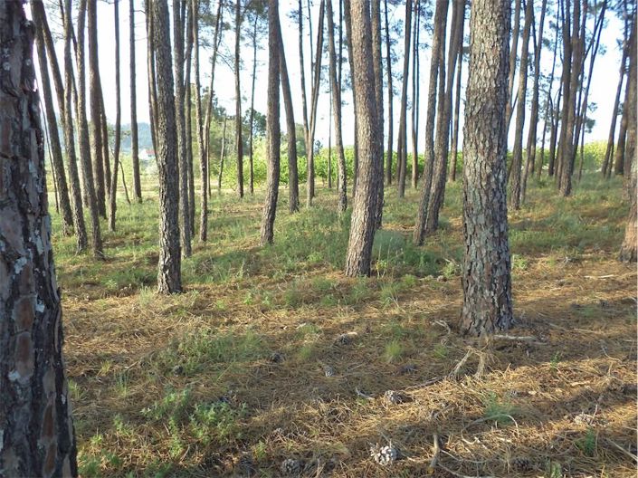 Image No.45-Propriété à vendre à Castelo Branco