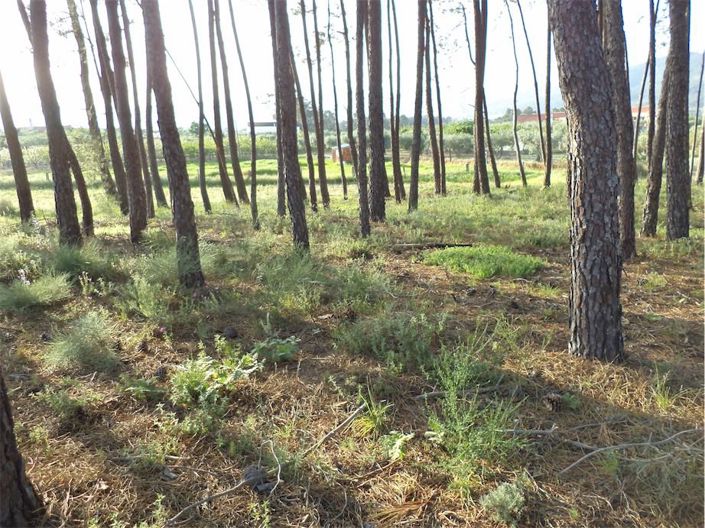 Image No.46-Propriété à vendre à Castelo Branco