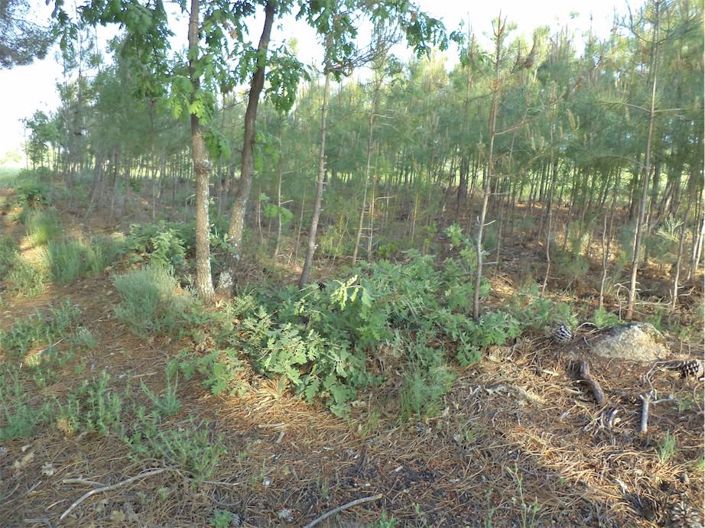 Image No.47-Propriété à vendre à Castelo Branco