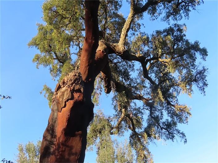 Image No.21-Propriété à vendre à Castelo Branco