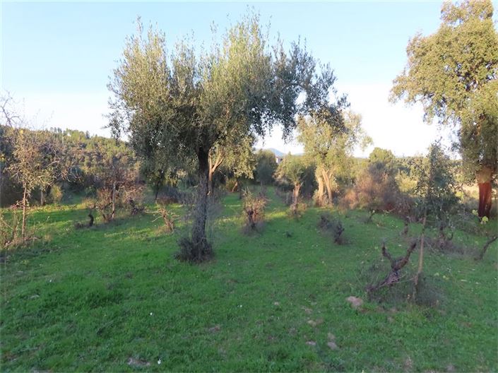 Image No.32-Propriété à vendre à Castelo Branco