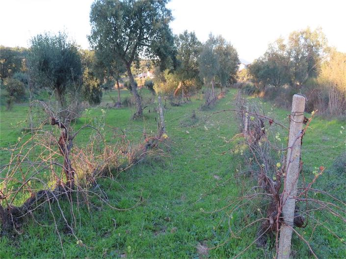 Image No.34-Propriété à vendre à Castelo Branco