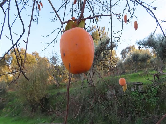 Image No.42-Propriété à vendre à Castelo Branco