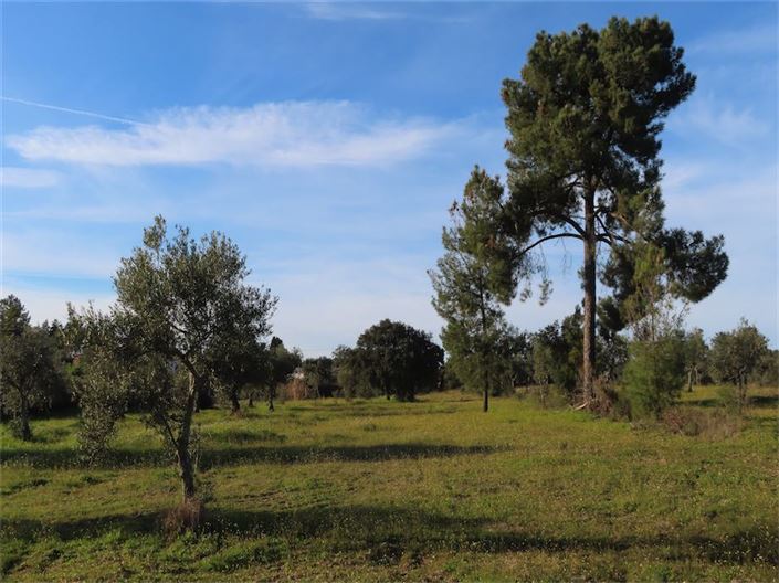 Image No.11-Propriété à vendre à Castelo Branco