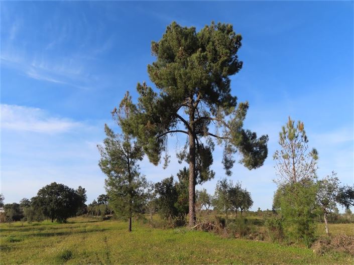 Image No.12-Propriété à vendre à Castelo Branco