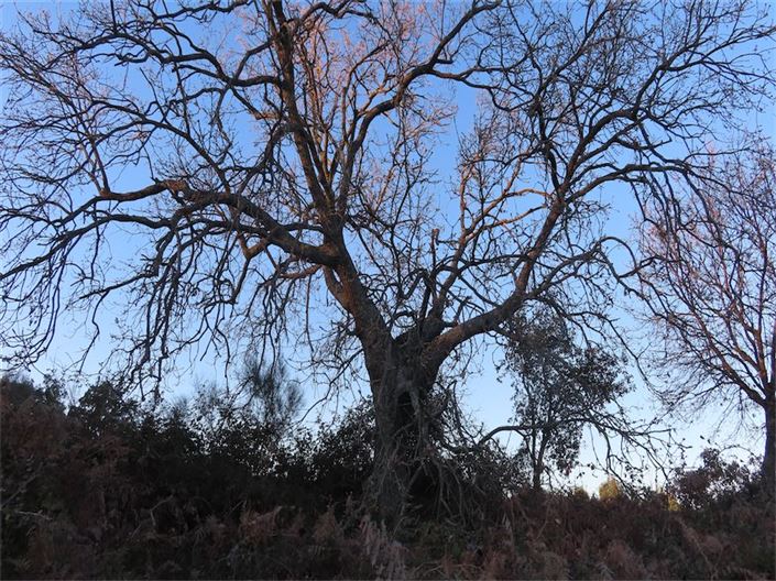 Image No.26-Propriété à vendre à Castelo Branco