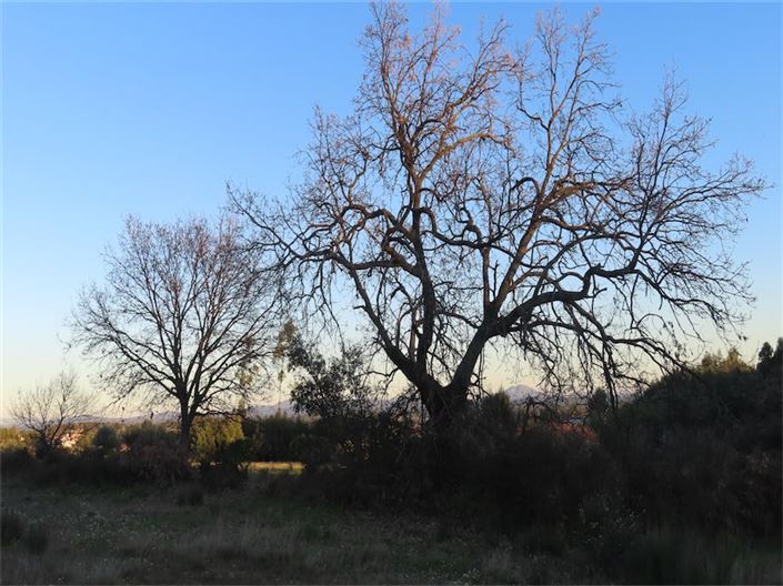 Image No.27-Propriété à vendre à Castelo Branco