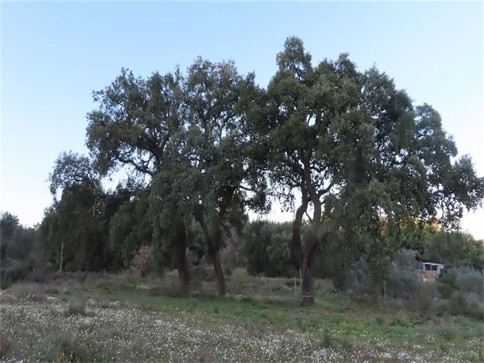 Image No.29-Propriété à vendre à Castelo Branco