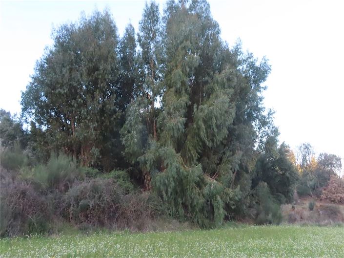 Image No.31-Propriété à vendre à Castelo Branco