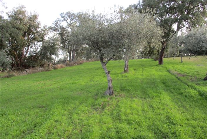 Image No.10-Terre à vendre à Castelo Branco