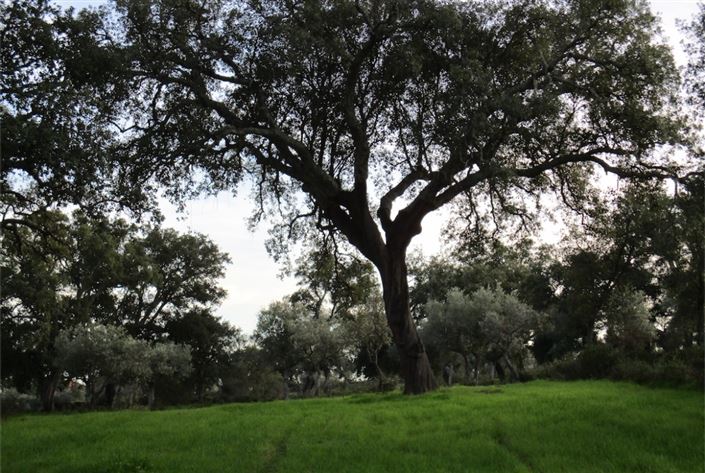 Image No.11-Terre à vendre à Castelo Branco