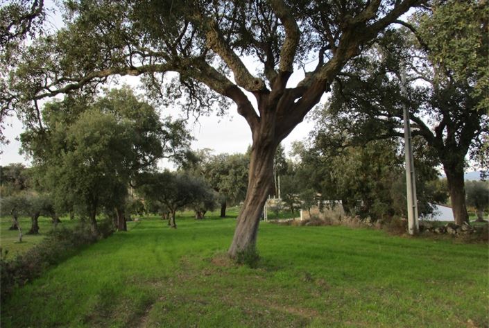 Image No.13-Terre à vendre à Castelo Branco