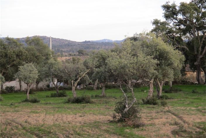 Image No.15-Terre à vendre à Castelo Branco