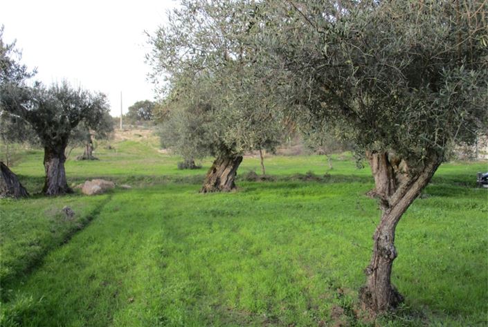 Image No.16-Terre à vendre à Castelo Branco