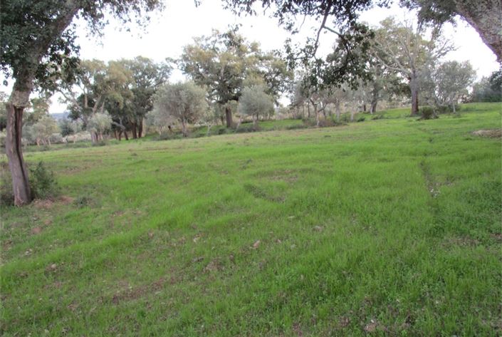 Image No.17-Terre à vendre à Castelo Branco