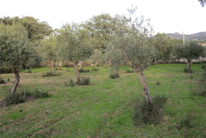 Image No.18-Terre à vendre à Castelo Branco