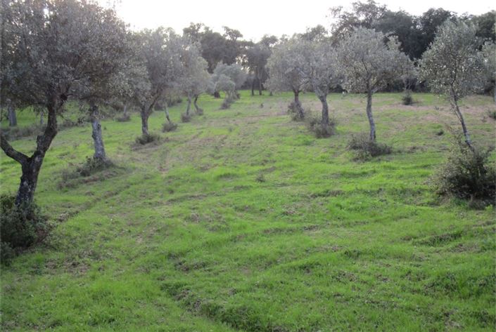 Image No.19-Terre à vendre à Castelo Branco