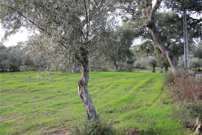 Image No.20-Terre à vendre à Castelo Branco