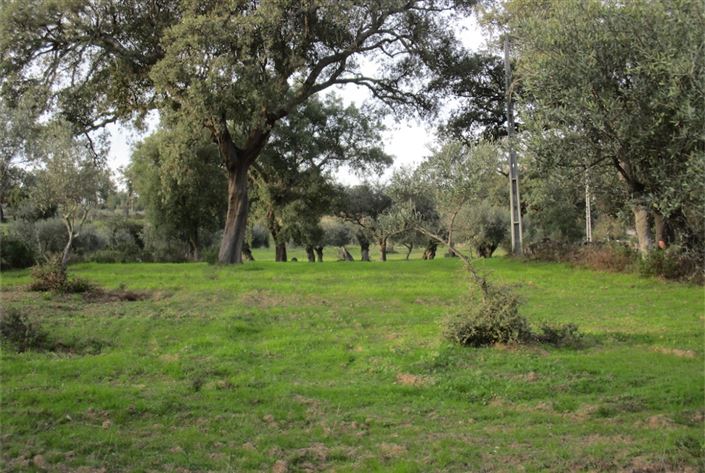 Image No.21-Terre à vendre à Castelo Branco