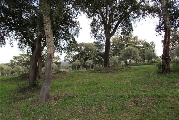 Image No.3-Terre à vendre à Castelo Branco