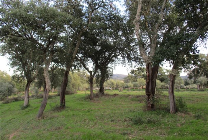 Image No.4-Terre à vendre à Castelo Branco