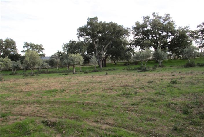 Image No.5-Terre à vendre à Castelo Branco