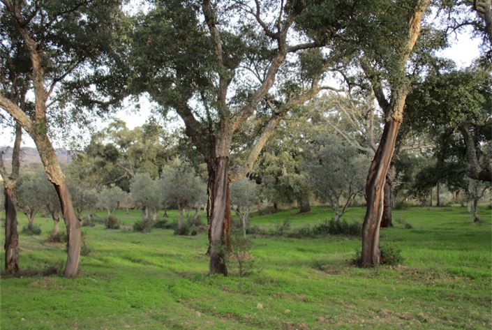Image No.6-Terre à vendre à Castelo Branco