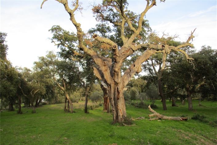 Image No.8-Terre à vendre à Castelo Branco