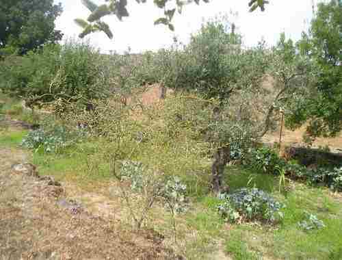 Image No.10-Propriété à vendre à Castelo Branco